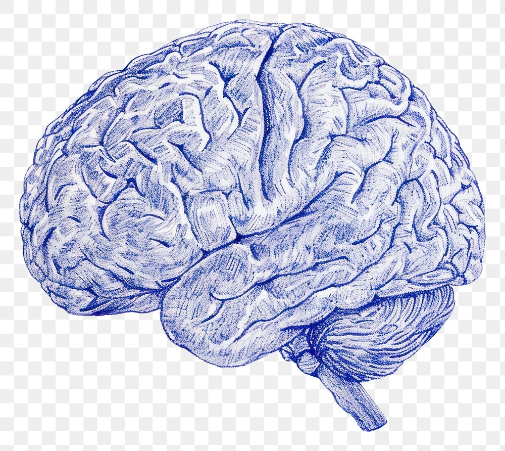 PNG  Drawing brain sketch blue illustrated.