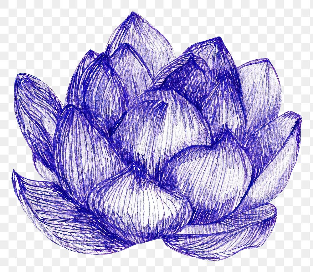 PNG  Drawing lotus sketch artichoke illustrated.