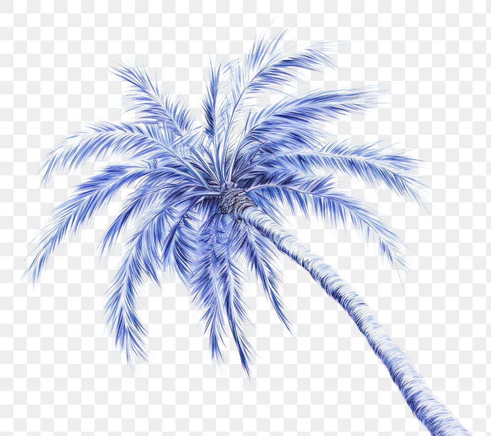 PNG  Drawing palm tree outdoors sketch plant.