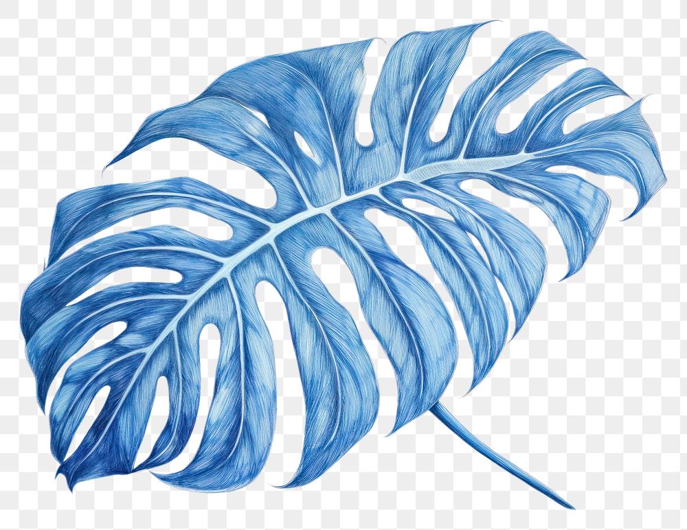 PNG  Drawing monstera sketch plant leaf.