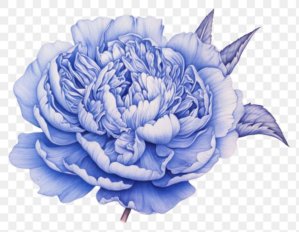 PNG  Drawing peony sketch flower plant.