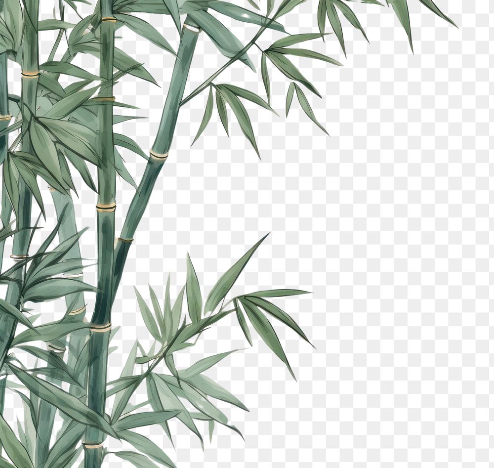 PNG  Bamboo backgrounds plant pattern.
