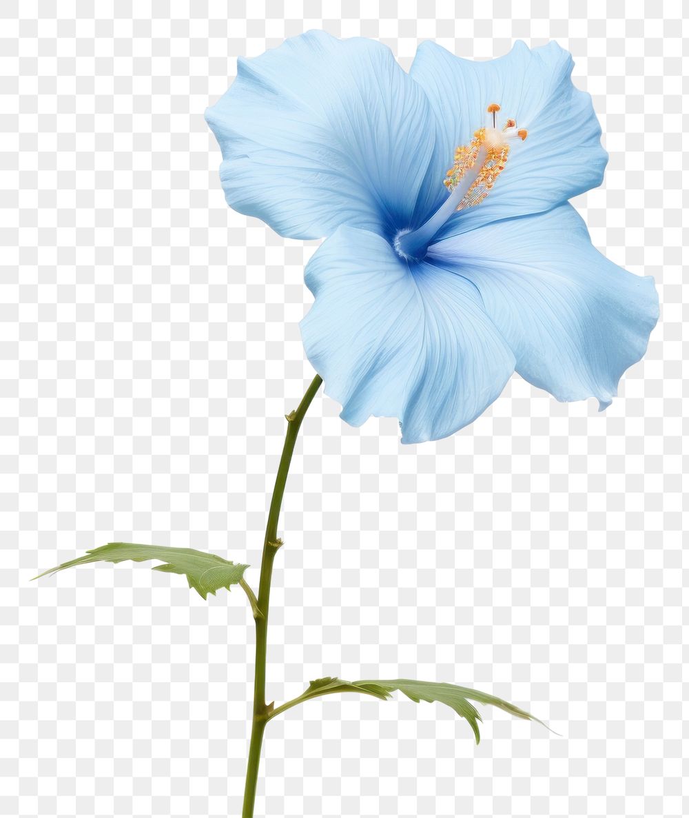 PNG  Blue hibiscus blossom flower petal