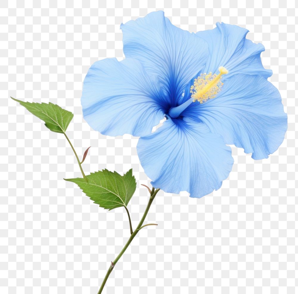 PNG  Blue hibiscus flower petal plant. AI generated Image by rawpixel.