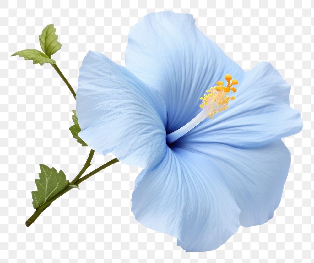 PNG  Blue hibiscus blossom flower plant. AI generated Image by rawpixel.