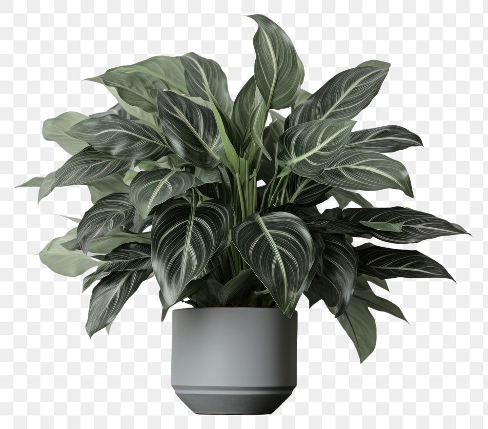 PNG  Houseplant vase leaf flowerpot. AI generated Image by rawpixel.