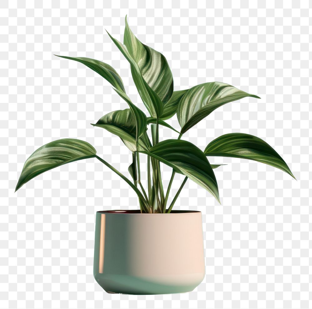 PNG  Houseplant vase leaf flowerpot