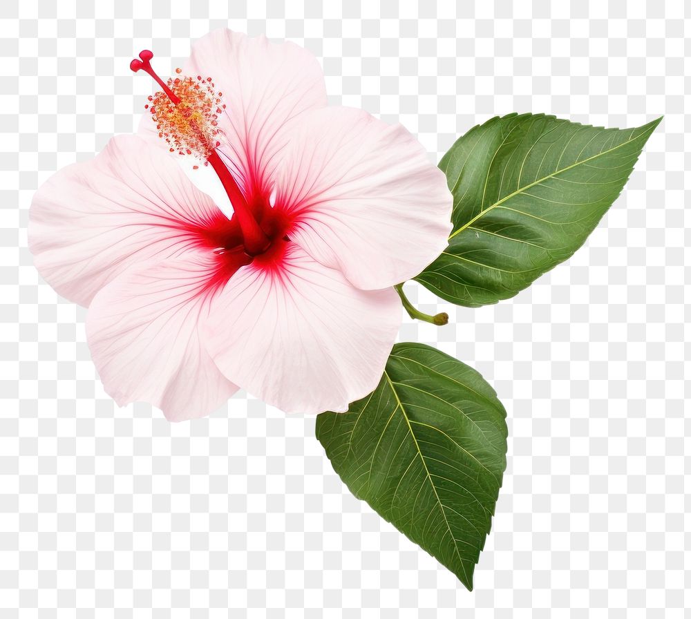 PNG  Hibiscus blossom flower plant. AI generated Image by rawpixel.