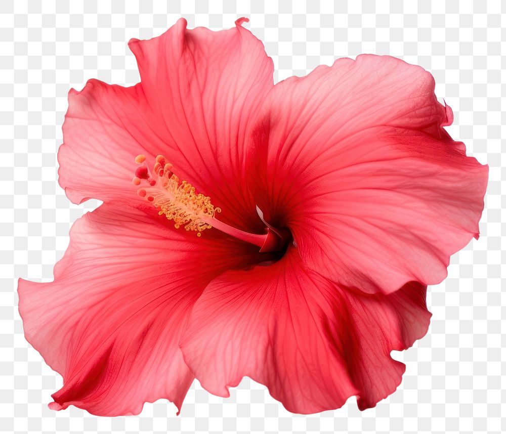 PNG  Hibiscus flower petal plant. AI generated Image by rawpixel.