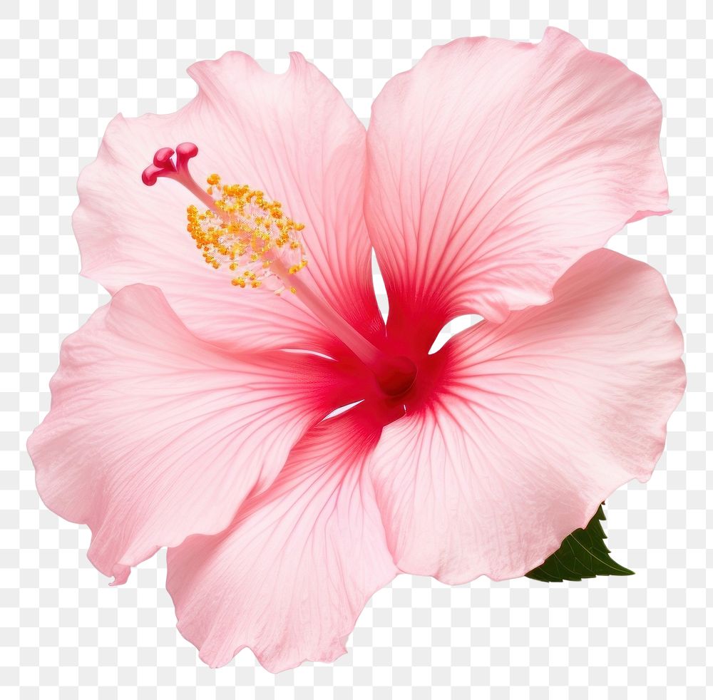 PNG  Hibiscus blossom flower plant. AI generated Image by rawpixel.
