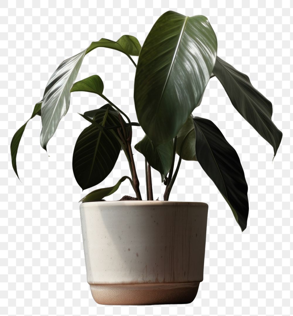 PNG  Indian rubber houseplant leaf flowerpot blossom. AI generated Image by rawpixel.