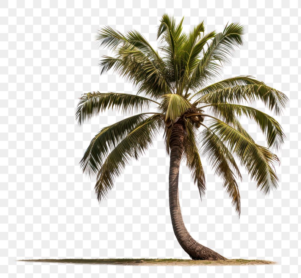 PNG Tilted palm tree plant white background tranquility. AI generated Image by rawpixel.