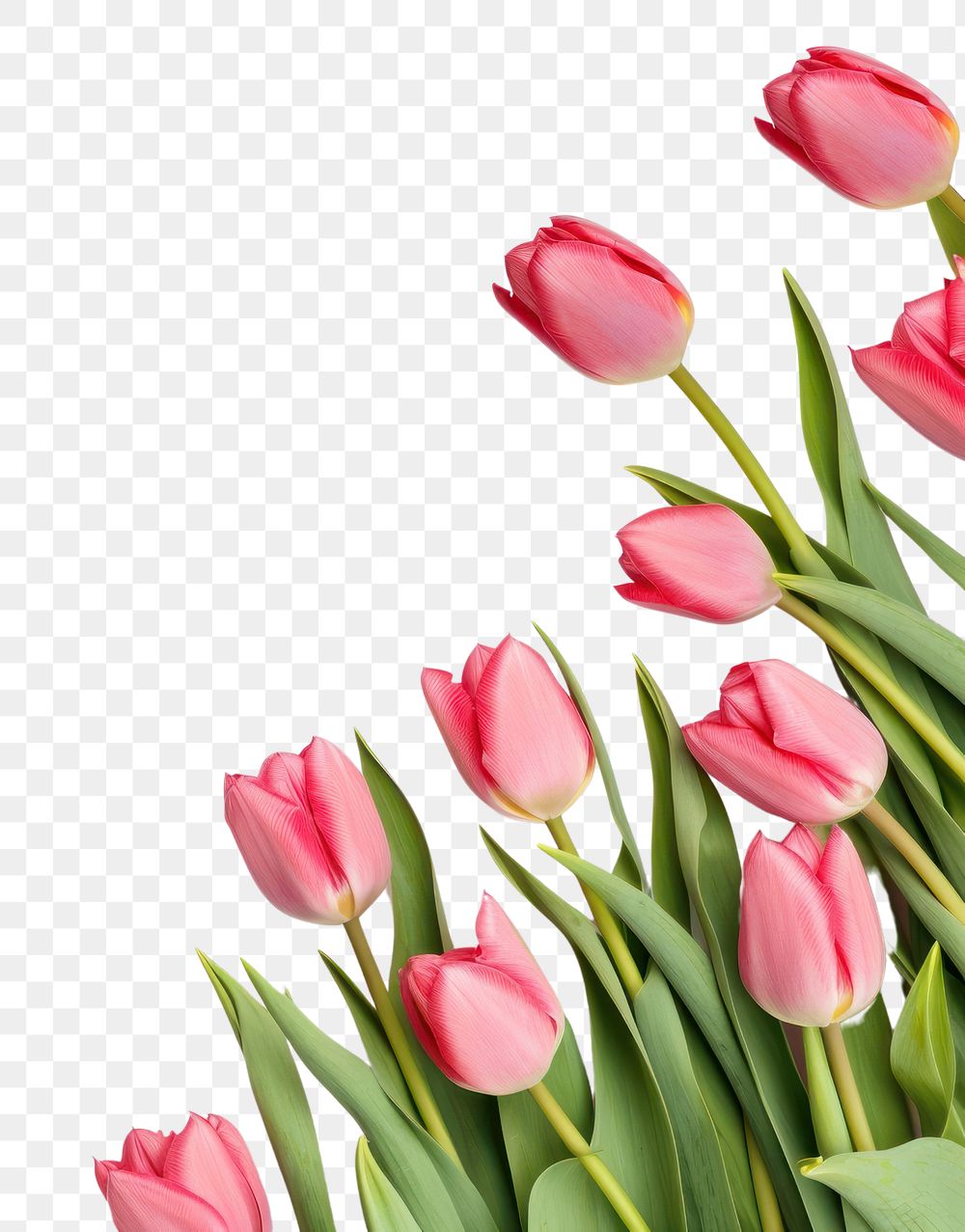 PNG Tulip flowers as a border tulip petal plant. AI generated Image by rawpixel.