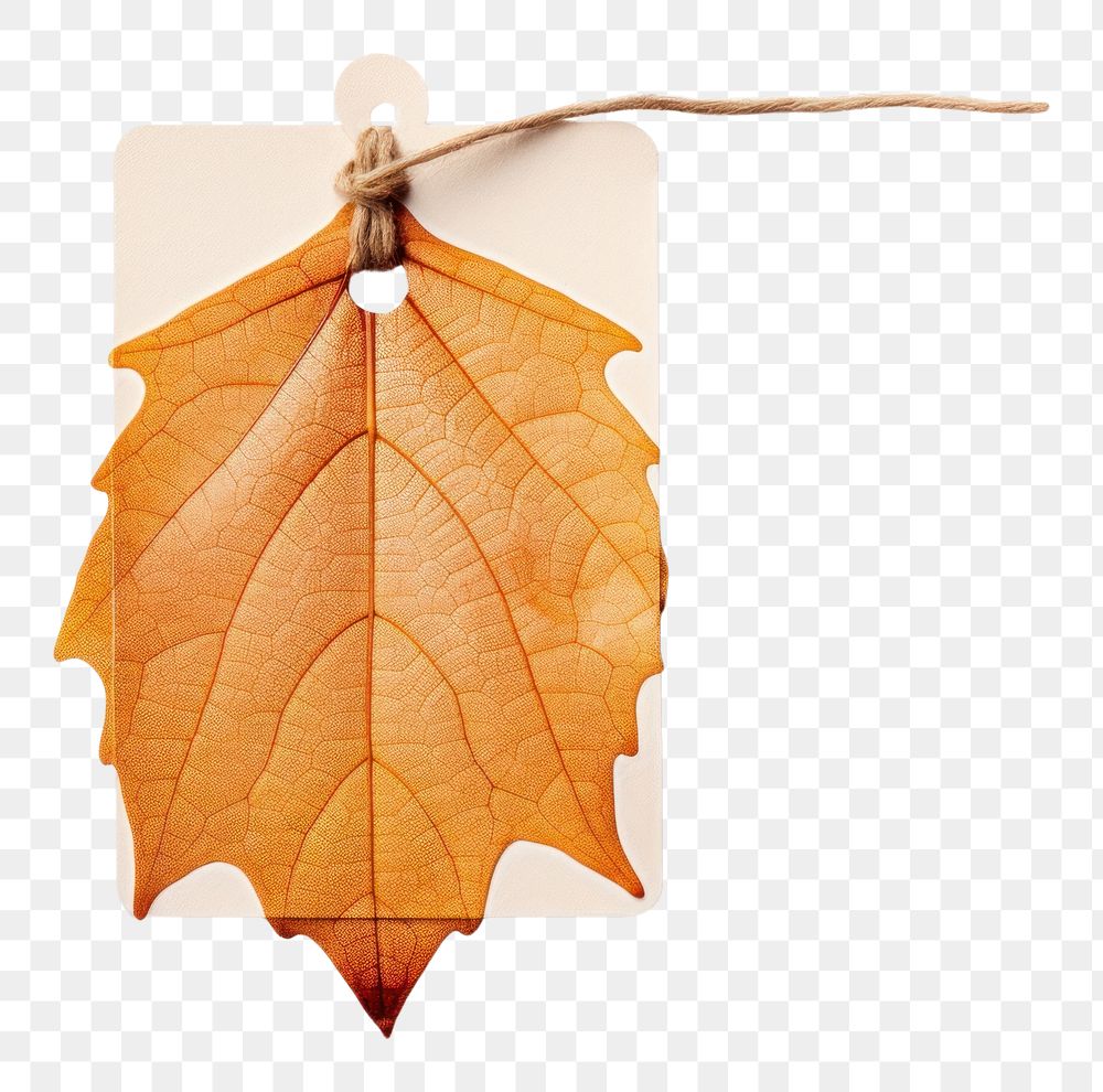 PNG Price tag paper label autumn leaf shape plant tree hanging. AI generated Image by rawpixel.