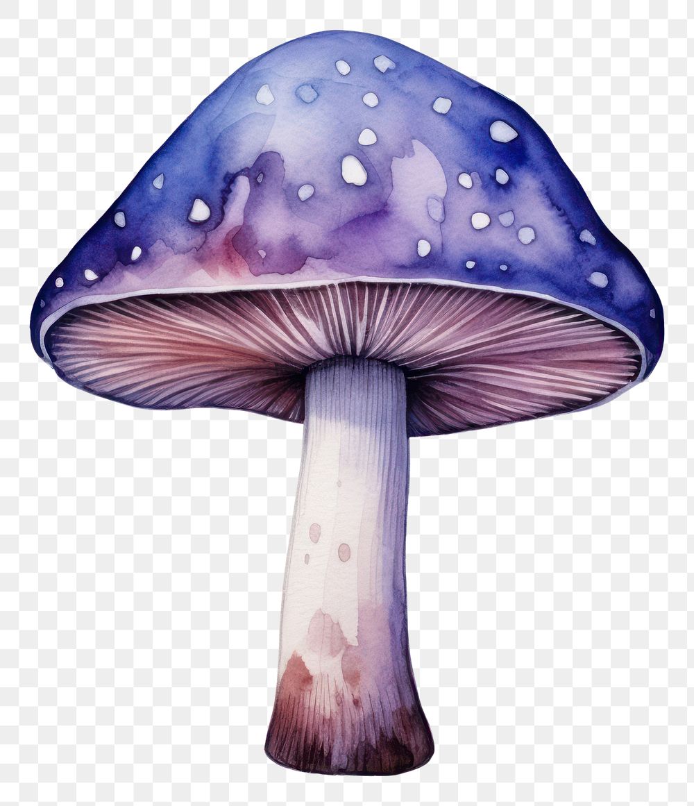 PNG  Mushroom in Watercolor style fungus agaric plant.