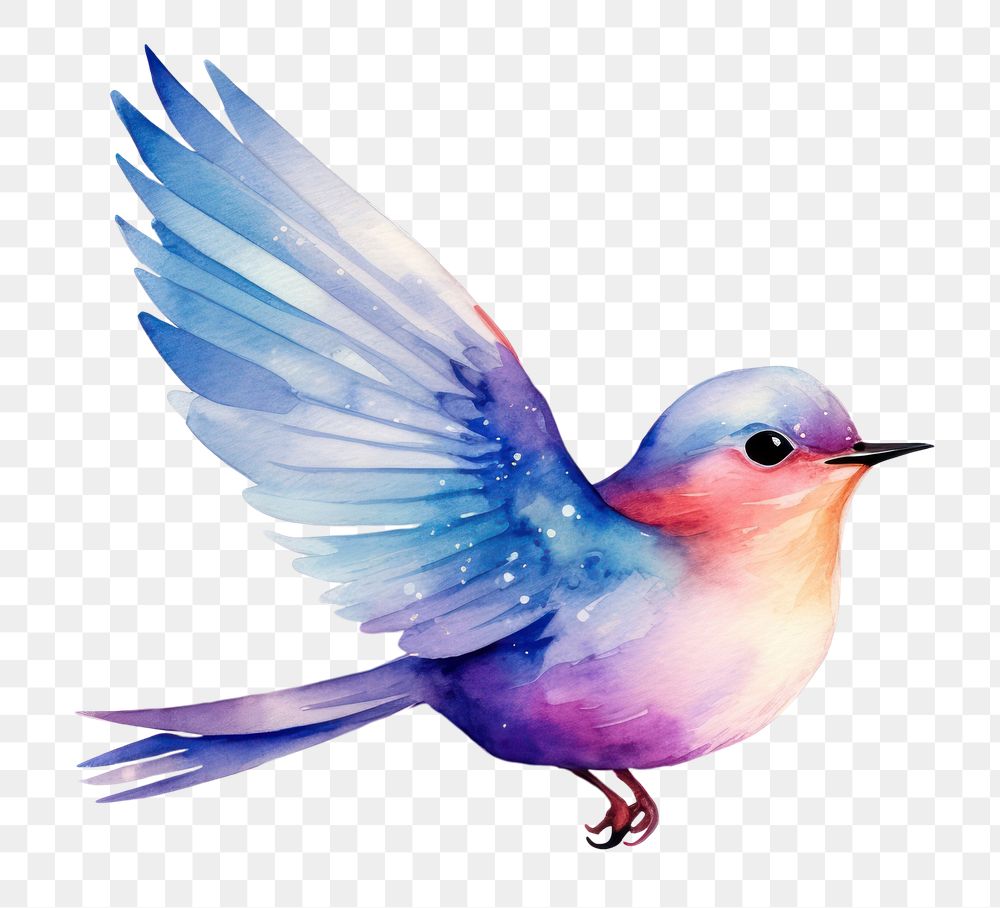 PNG  Bird in Watercolor style animal white background hummingbird.