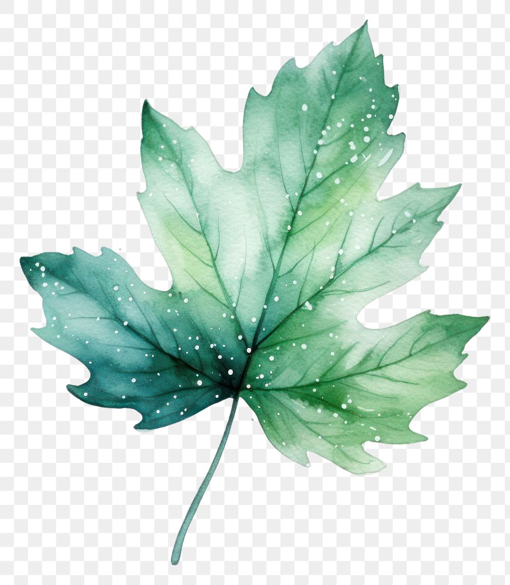 PNG  Leaf in Watercolor style plant white background creativity.