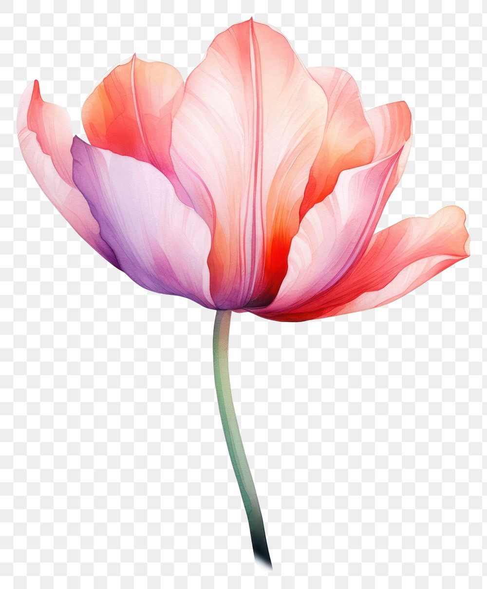 PNG  Tulip flower in Watercolor style petal plant rose.