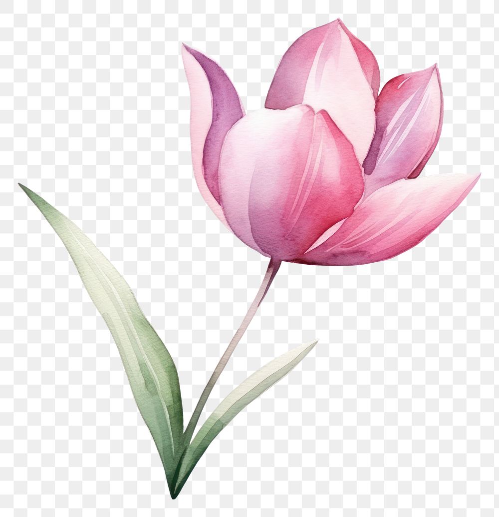PNG  Tulip flower in Watercolor style blossom petal plant.