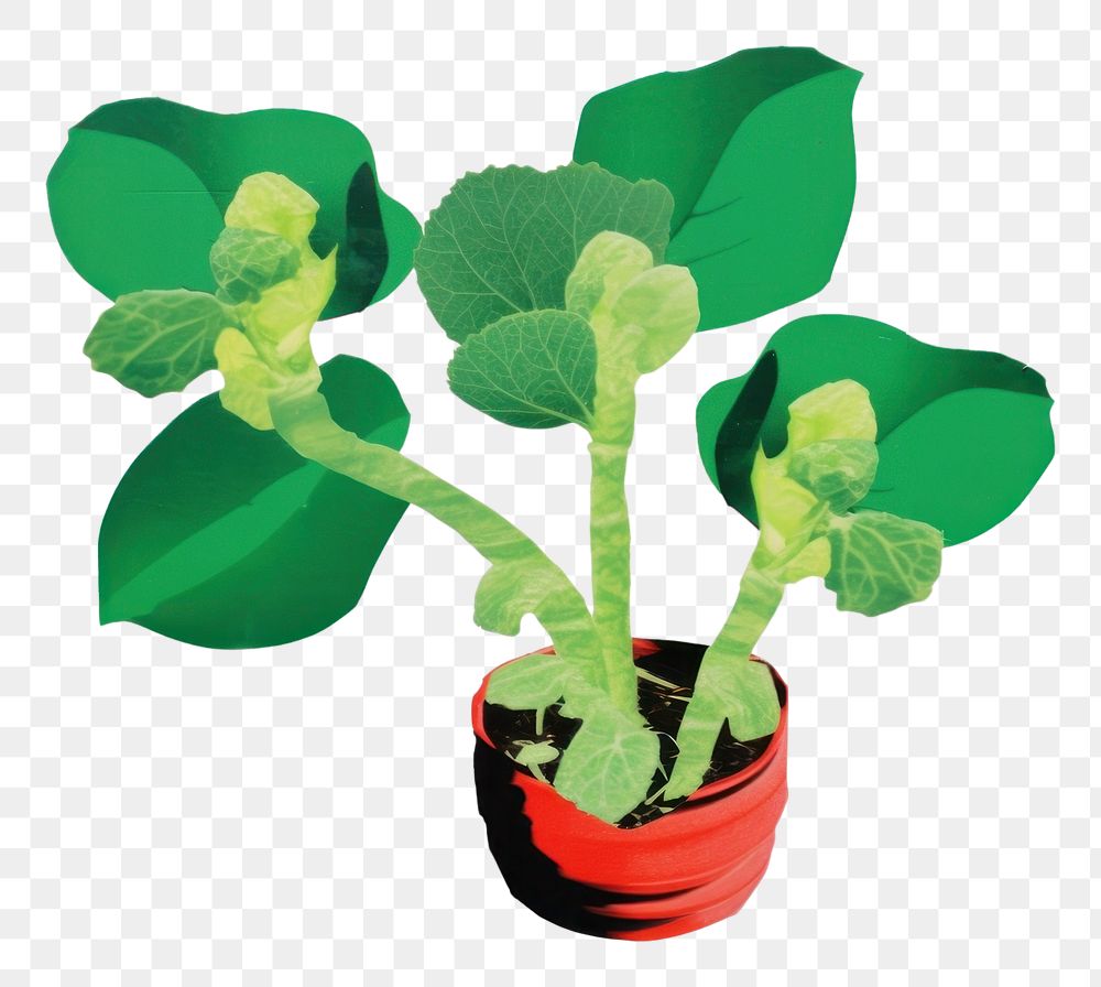 PNG Money plant blossom herbal sprout.