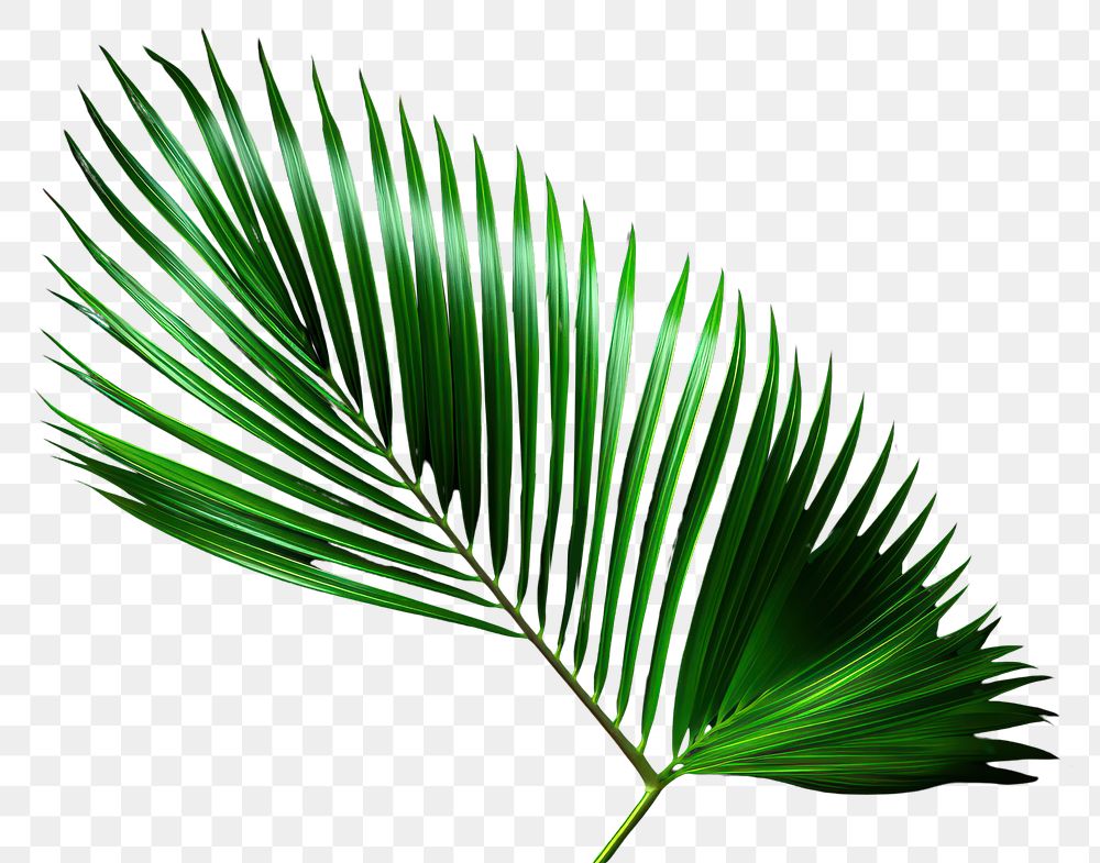 PNG Tropical nature green palm leaf tropics plant tree. AI generated Image by rawpixel.