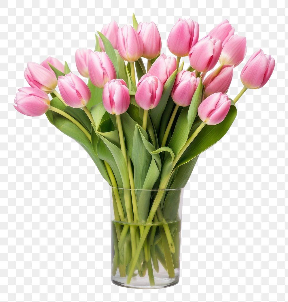 PNG Lush bouquet of pink tulips flower plant vase. AI generated Image by rawpixel.