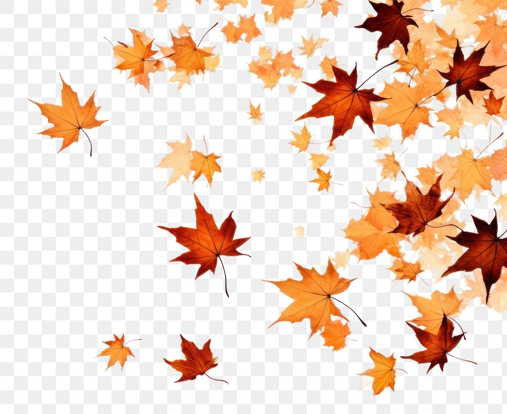 PNG Maple leaves fall backgrounds plant leaf. AI generated Image by rawpixel.