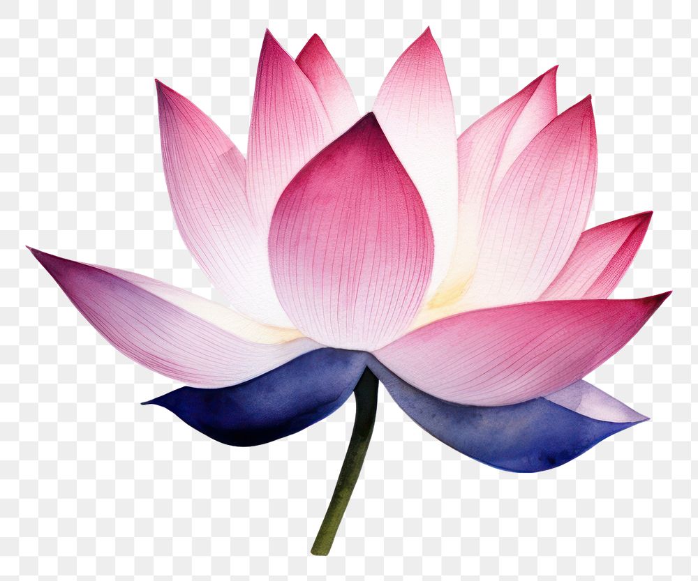 PNG Lotus blossom flower petal.