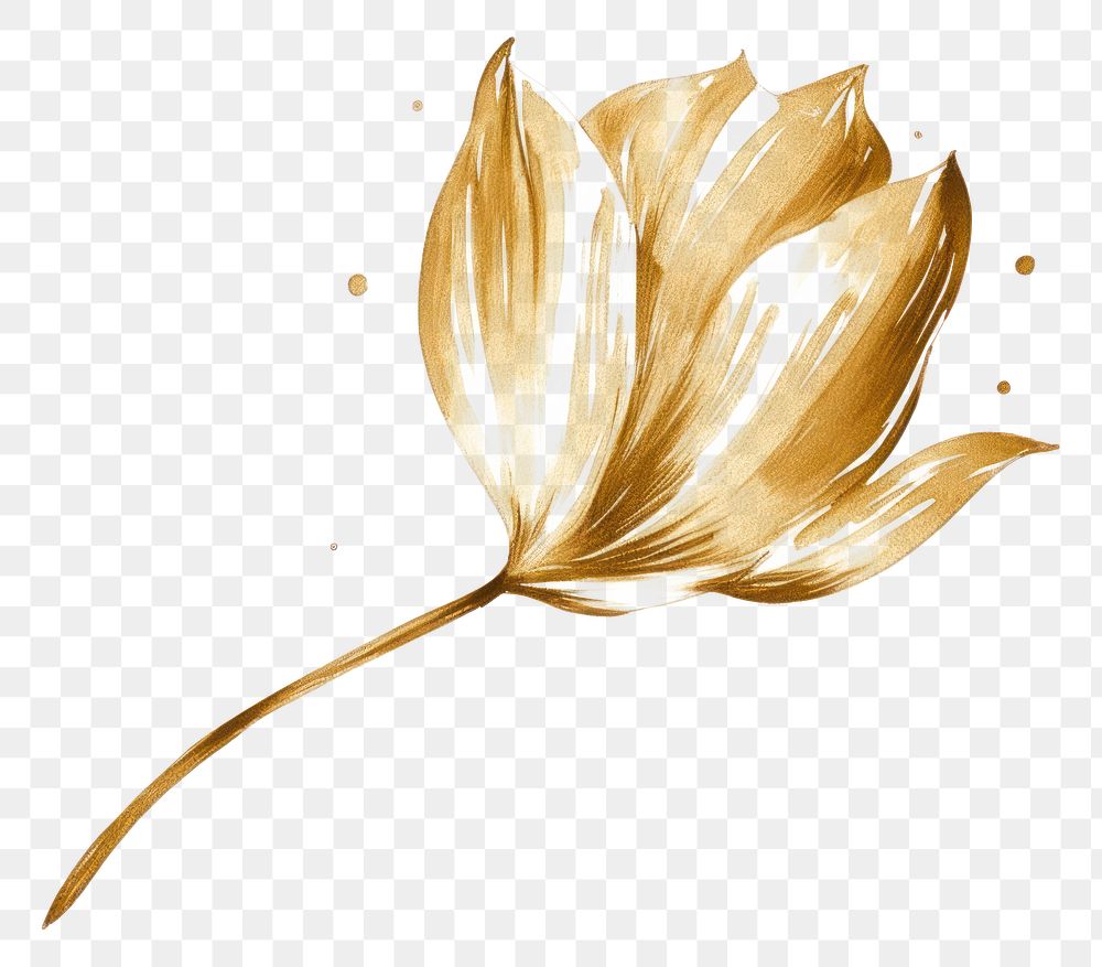 PNG  Tulip flower petal leaf