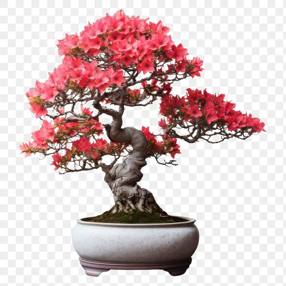 PNG  An isolated azalea bonzai pot bonsai flower plant. AI generated Image by rawpixel.