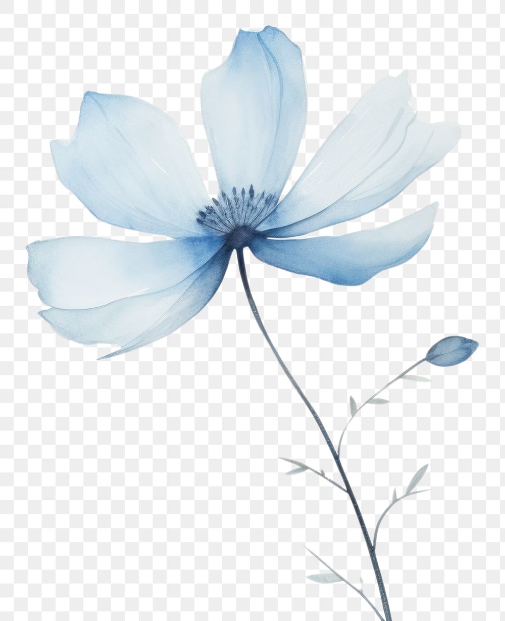 PNG  Flower light blue background flower outdoors blossom.
