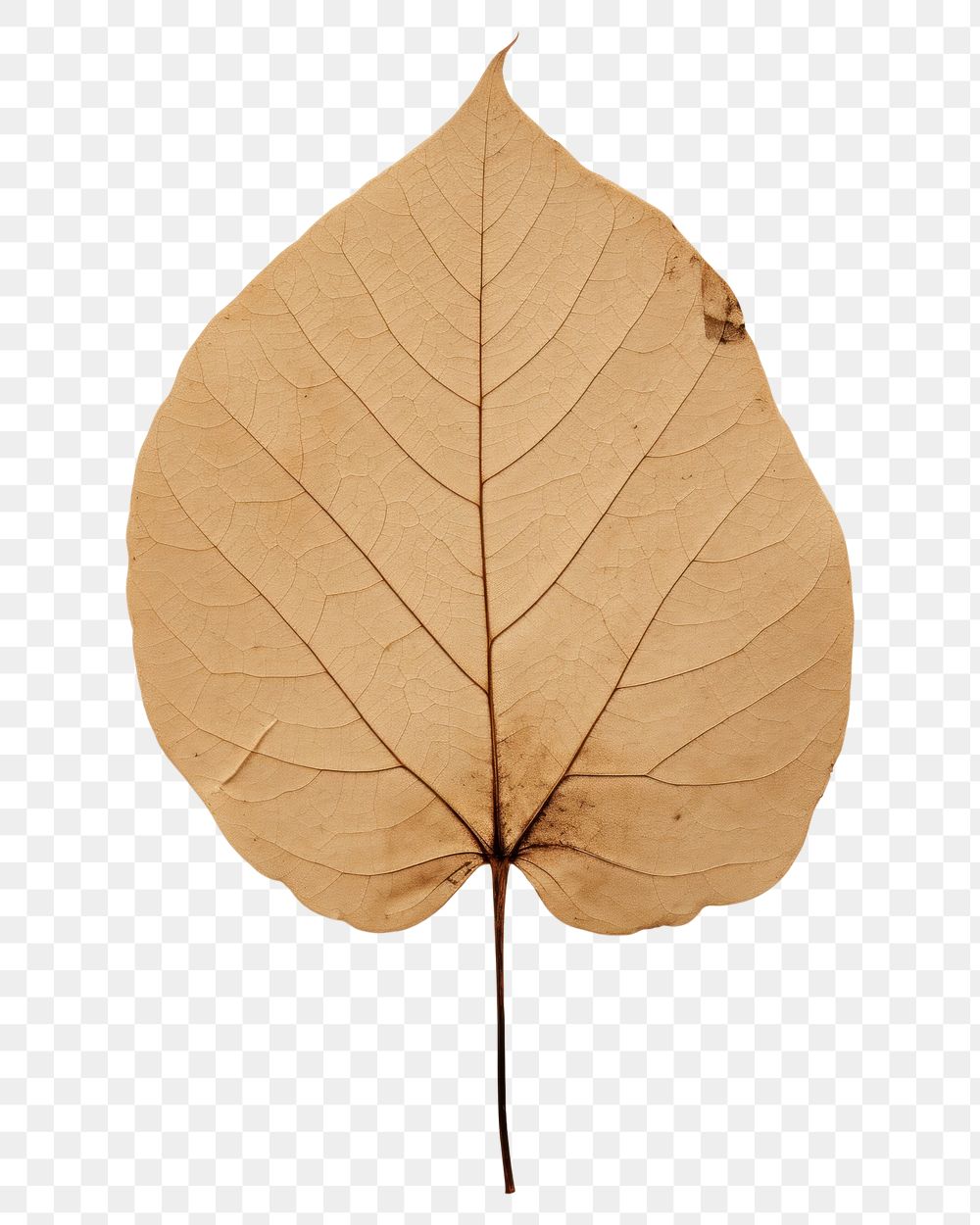 PNG  Real Pressed a minimal aesthetic botanical leaf plant tree fragility.