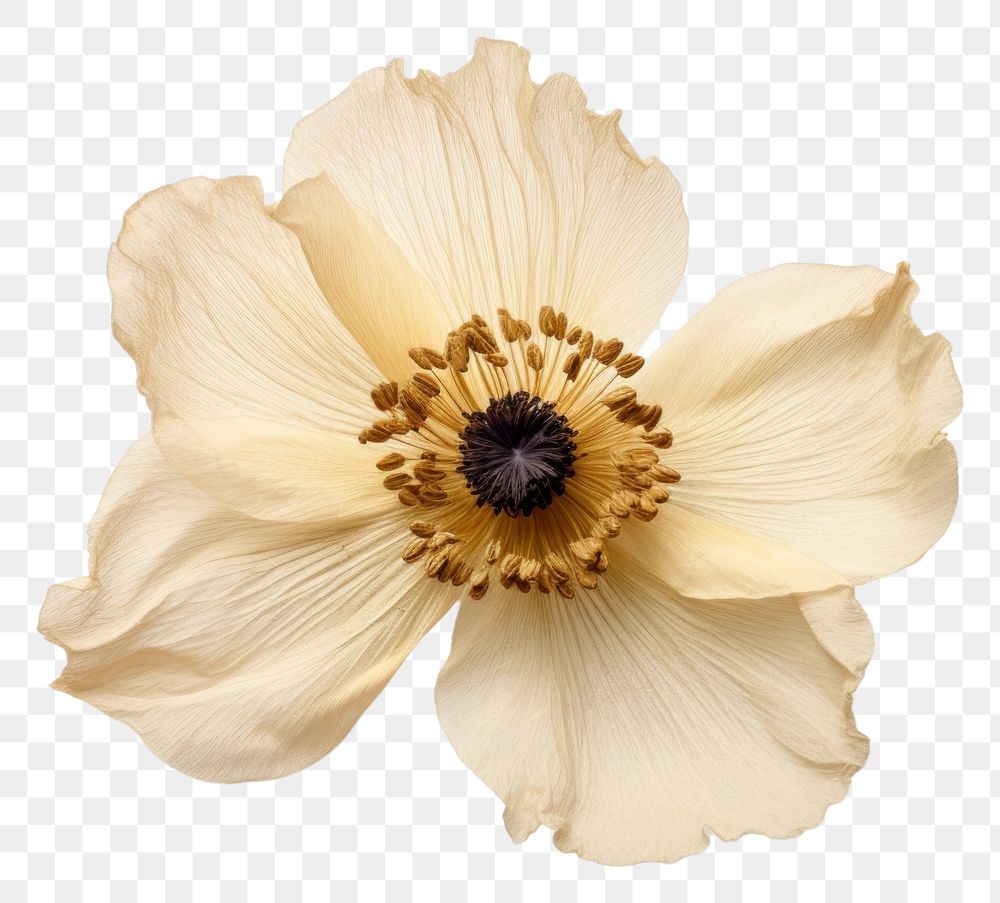 PNG Real Pressed a single anemone flower petal plant white