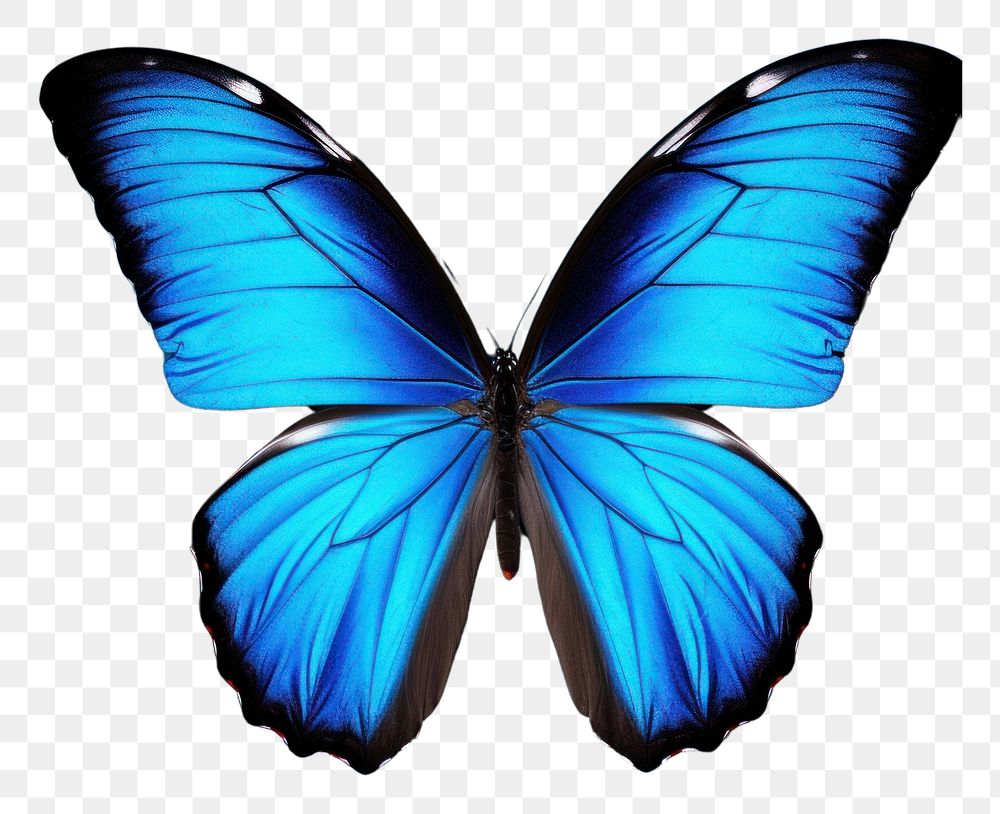 PNG Blue butterfly animal insect invertebrate. AI generated Image by rawpixel.