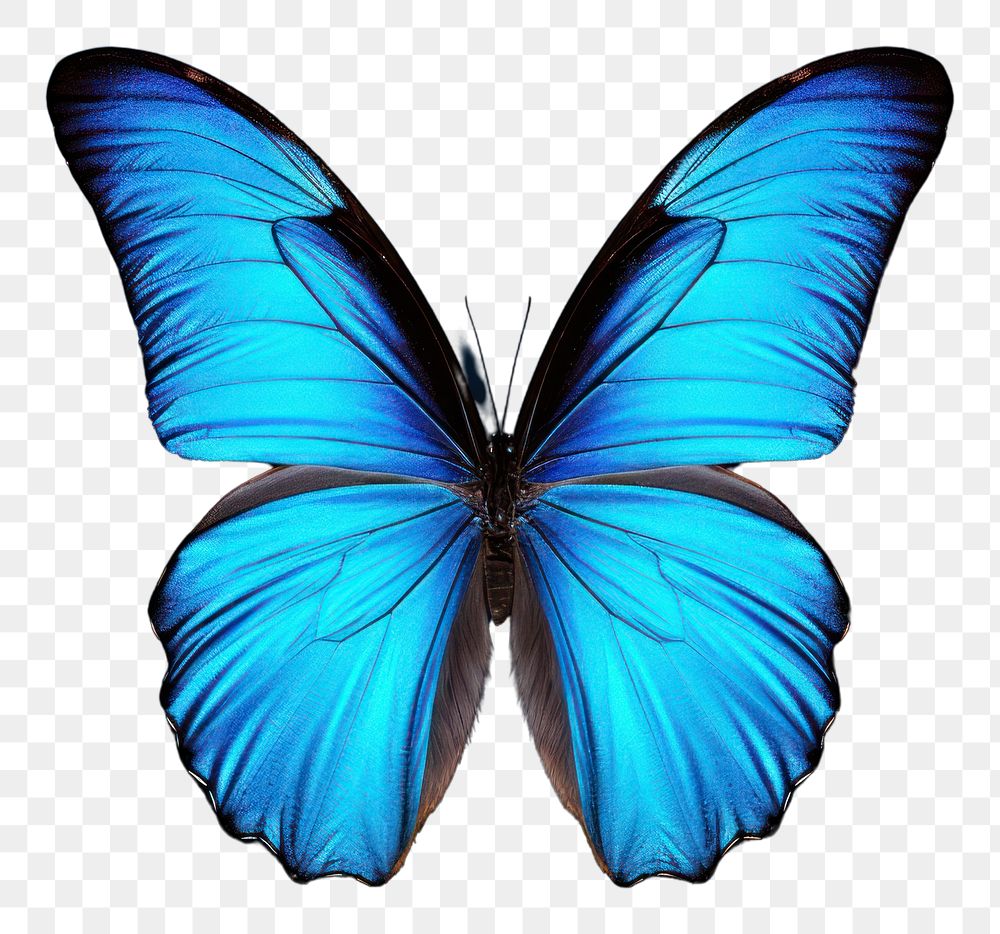 PNG Blue butterfly animal insect invertebrate. AI generated Image by rawpixel.
