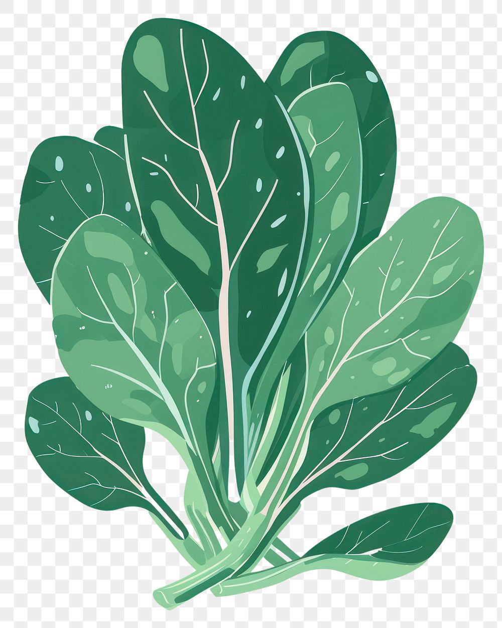 PNG Cute spinach illustration vegetable plant food.