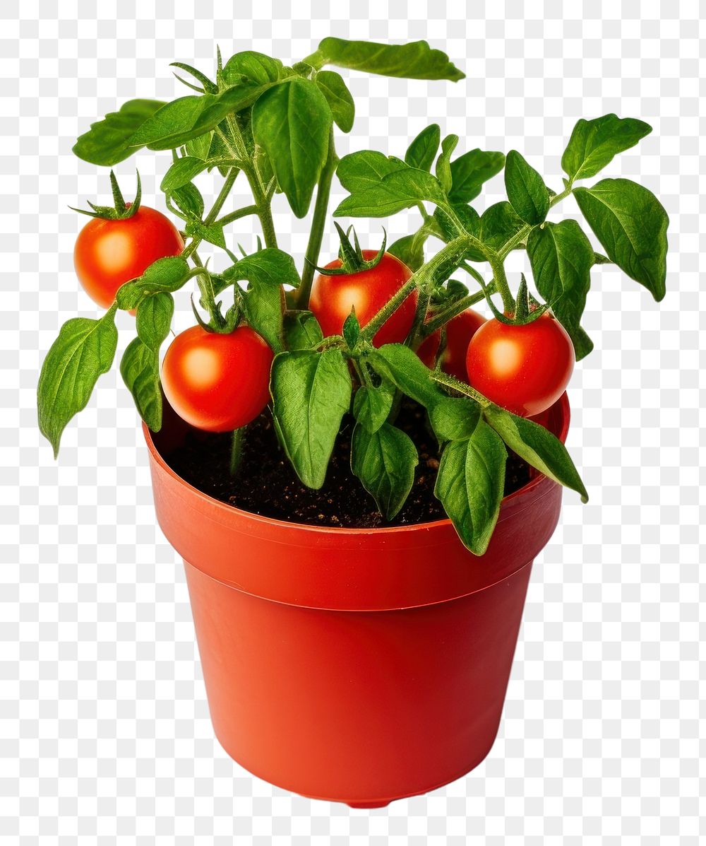 PNG  Tomato tomato plant vegetable. AI generated Image by rawpixel.