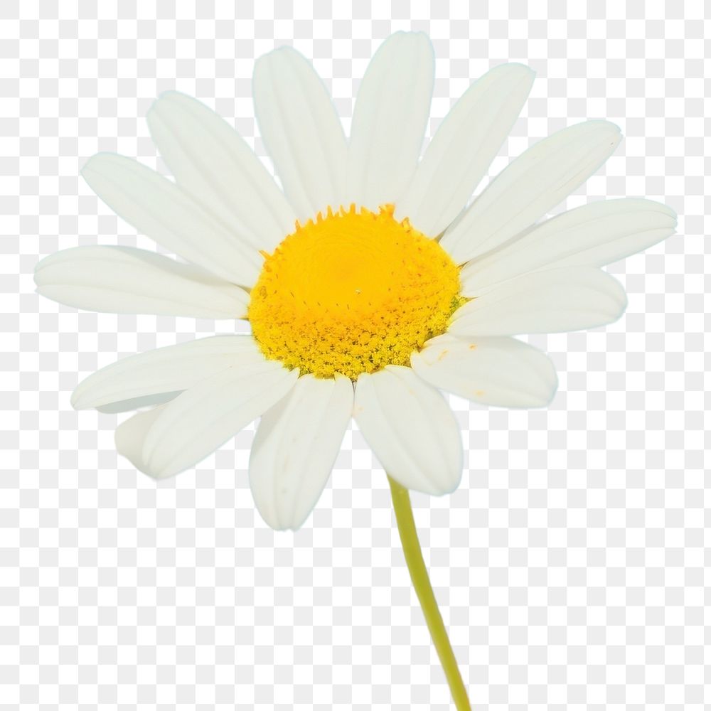 PNG  Flower outdoors blossom nature. AI generated Image by rawpixel.