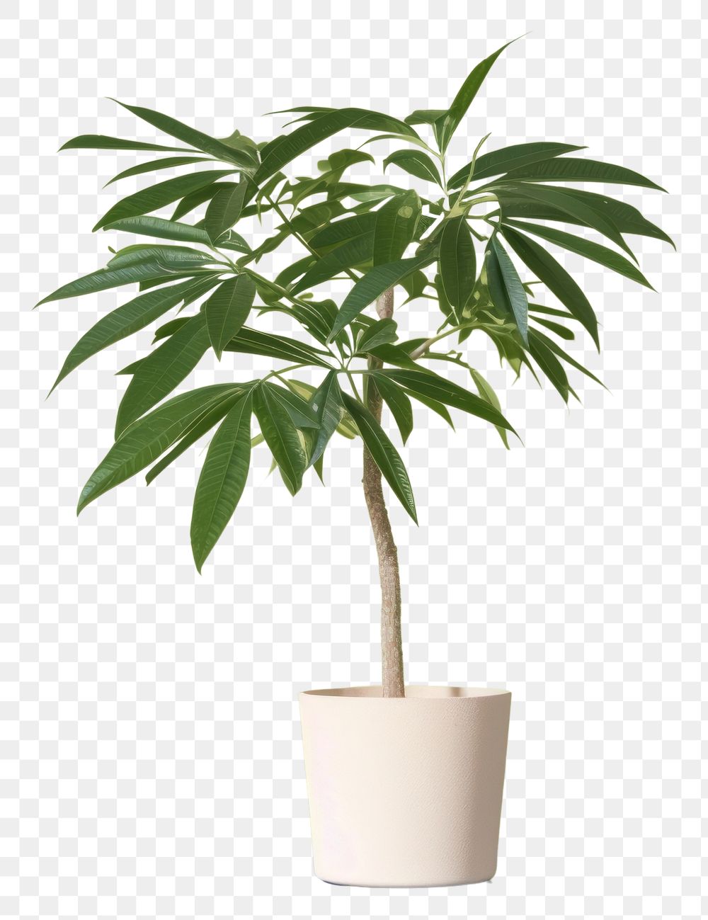 PNG  Plant leaf tree houseplant. AI generated Image by rawpixel.