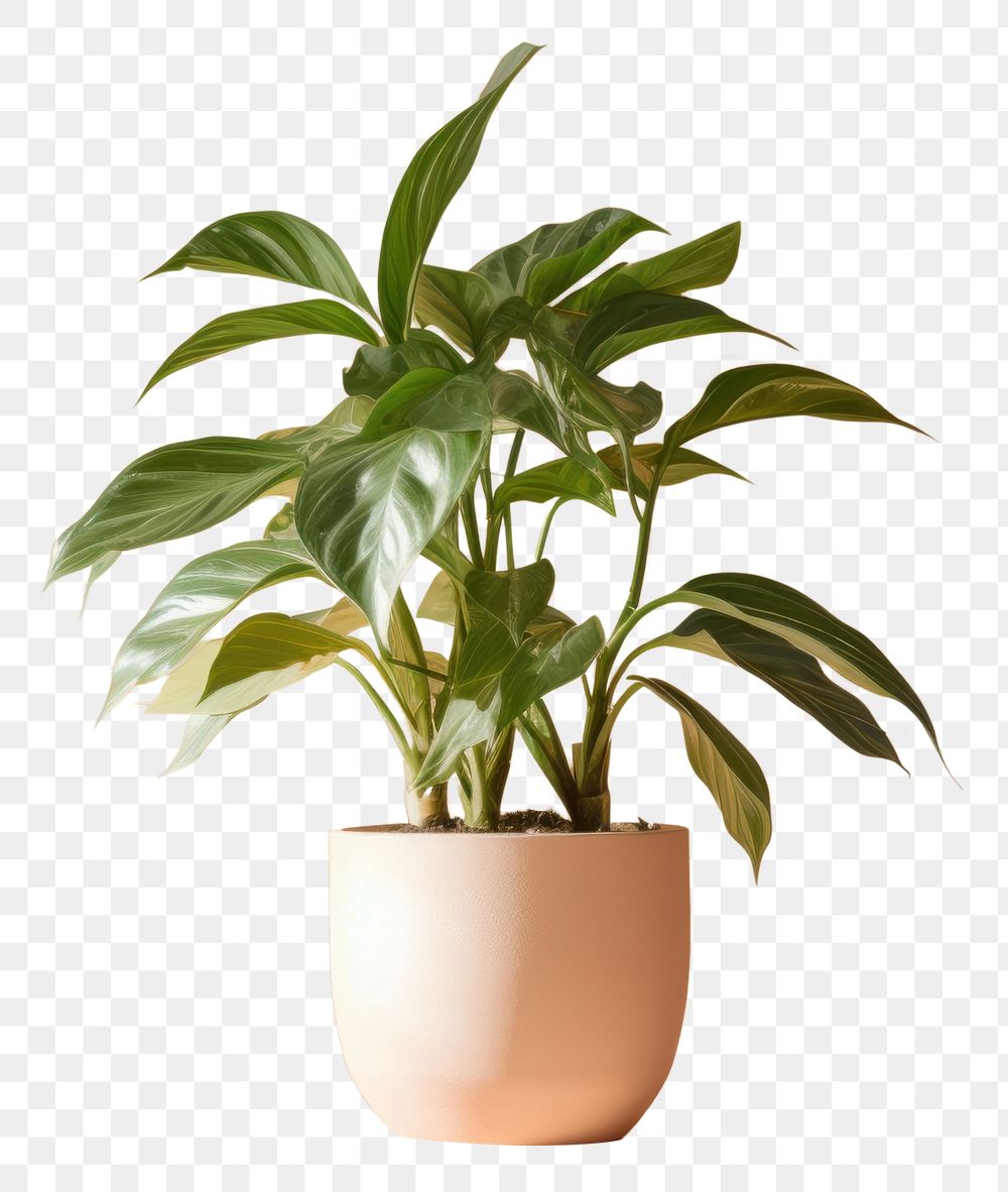 PNG  Plant leaf houseplant freshness. AI generated Image by rawpixel.