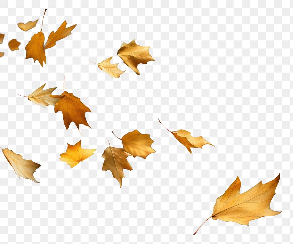 PNG Leaves falling plant maple black. AI generated Image by rawpixel.