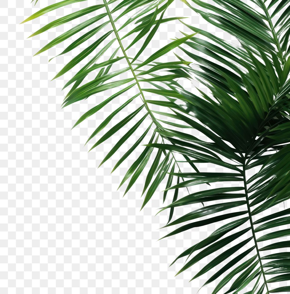 PNG Palm plants backgrounds nature green.