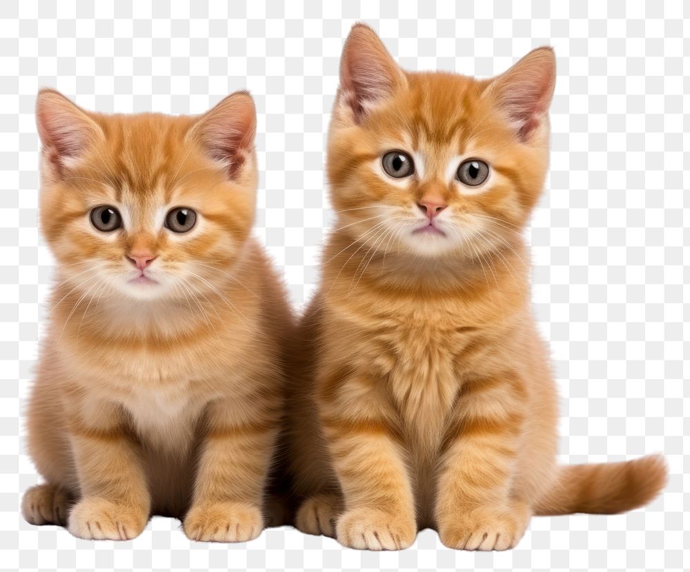 PNG  Kittens animal mammal pet. AI generated Image by rawpixel.