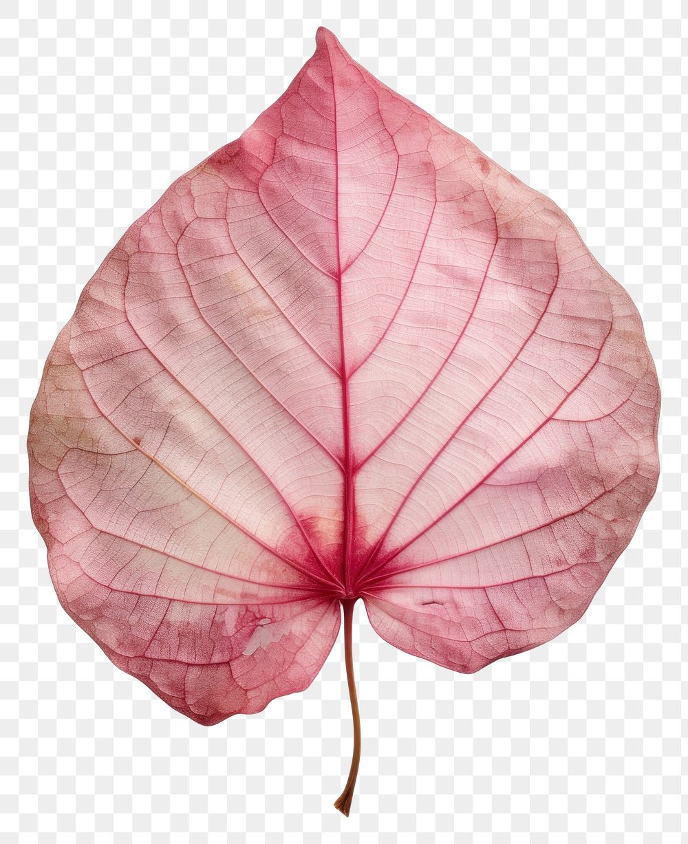 PNG  Real Pressed a caladium leaf flower petal plant.