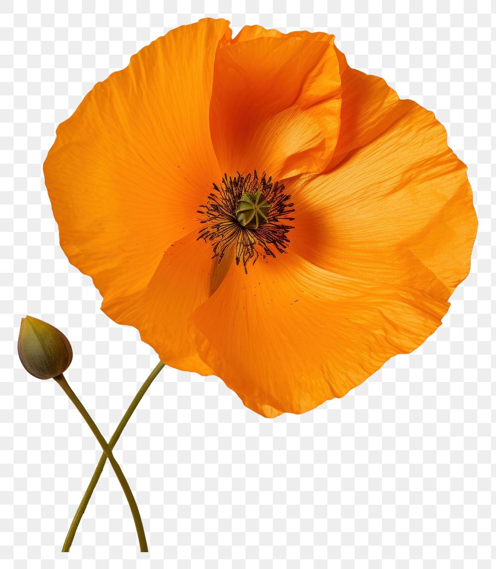 PNG  Real Pressed a california poppy flower petal plant.