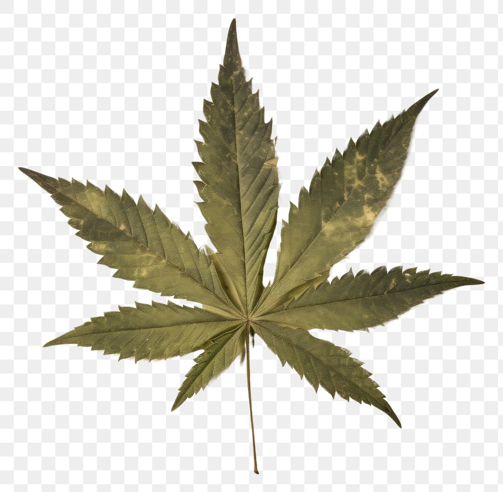 PNG  Herbs leaf cannabis plant.