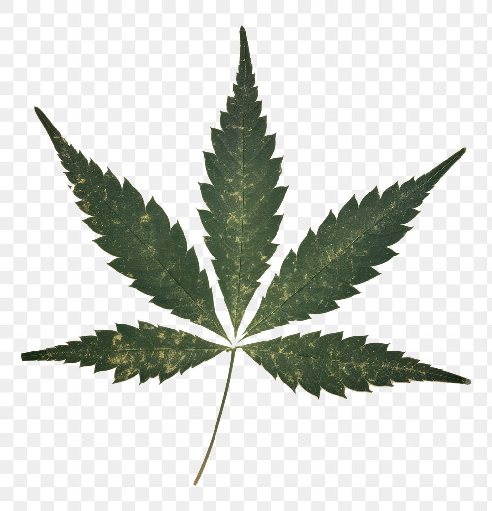 PNG  Herbs leaf cannabis plant.
