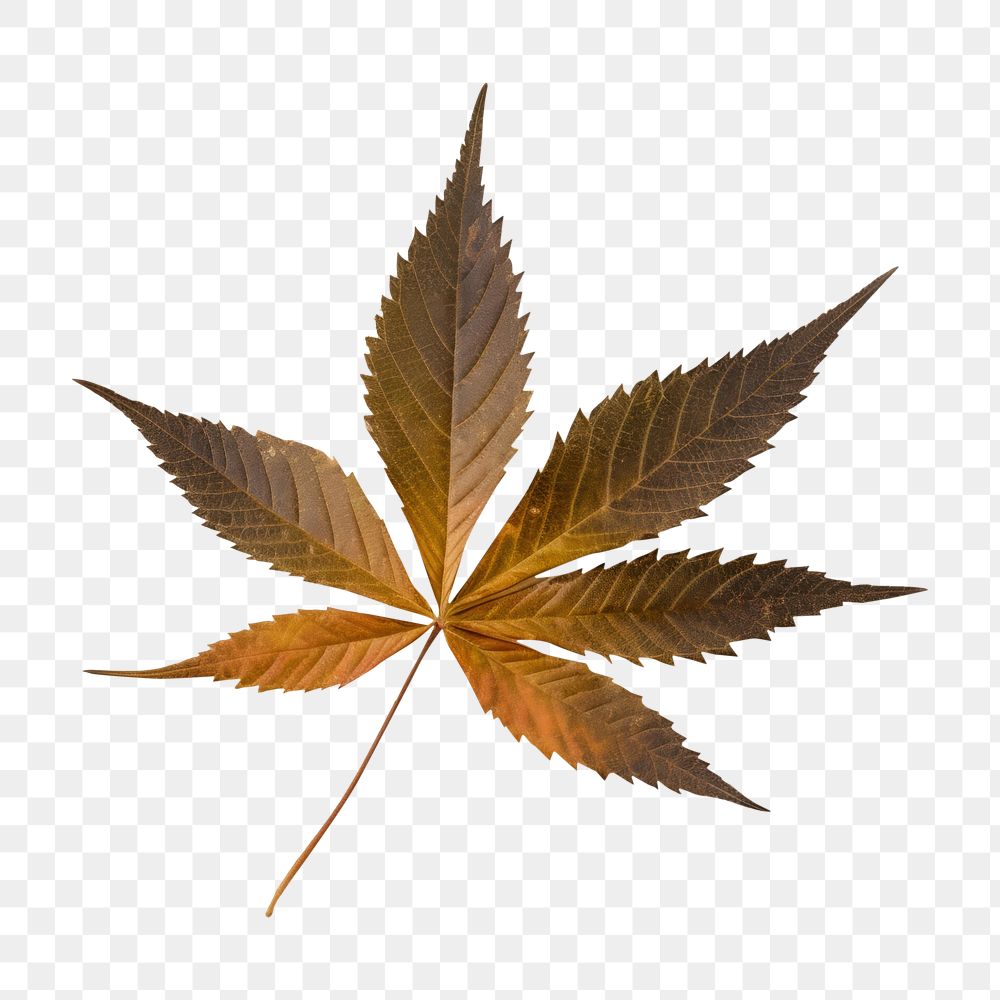 PNG  Real Pressed a cannabis leaf plant paper herb.