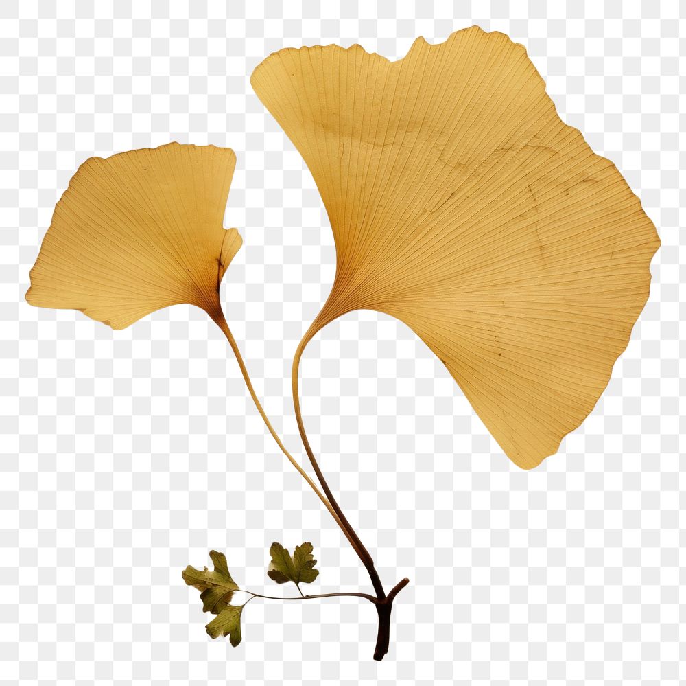 PNG  Real Pressed a ginkgo leaf flower plant herbs.