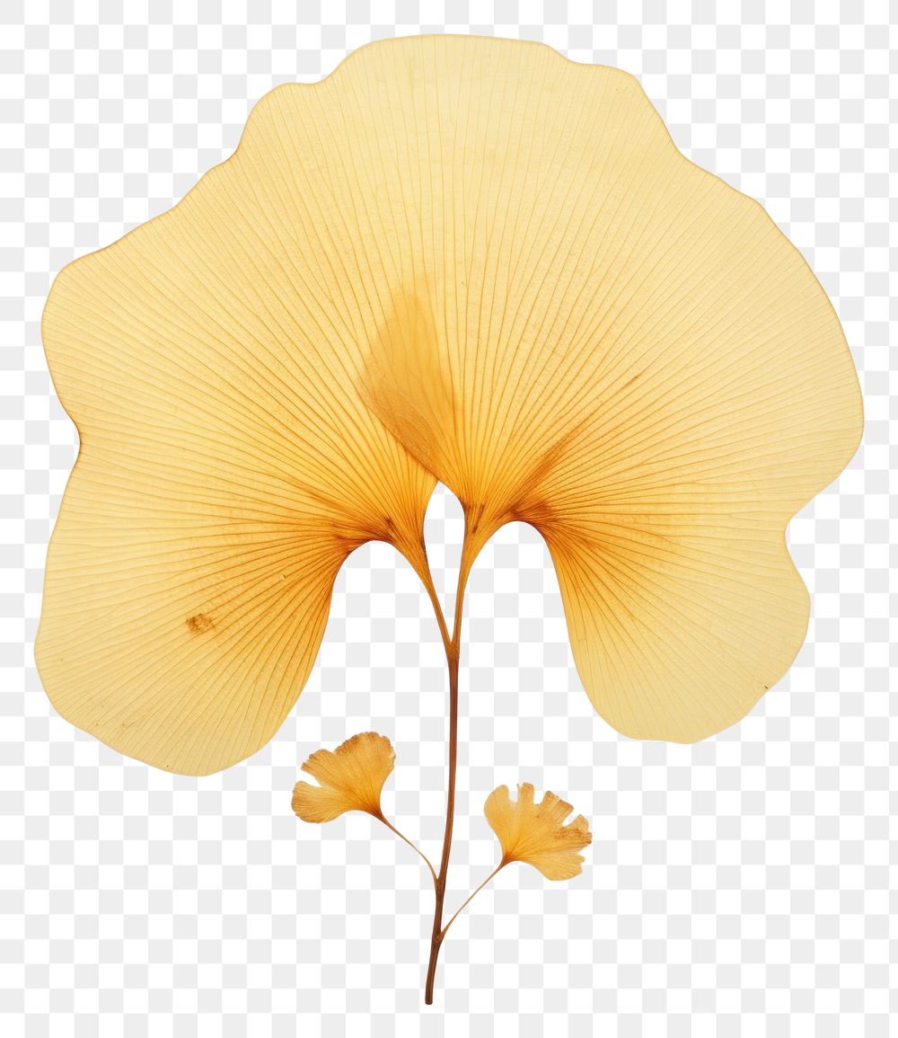 PNG  Real Pressed a ginkgo leaf flower petal plant.